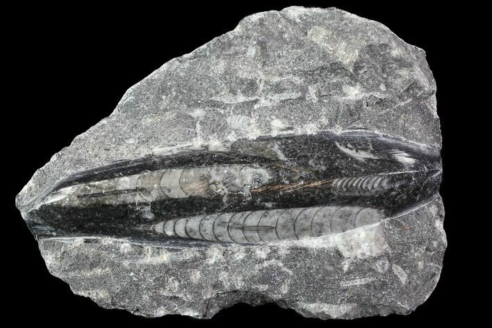 Polished Orthoceras (Cephalopod) Fossils - Morocco #84108